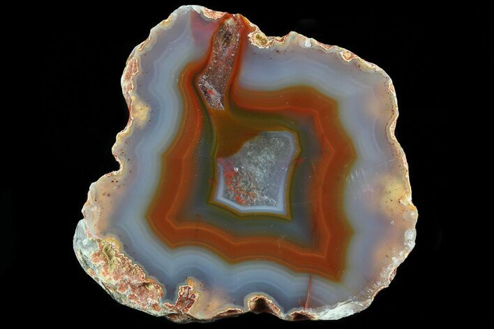 Beautiful, Polished Condor Agate - Argentina #79515